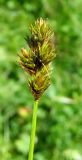 Carex leporina