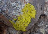 Pleopsidium flavum. Талломы на камне. Монголия, аймак Туве, окр. г. Эрдэнэсант, ≈ 1400 м н.у.м., горная степь. 01.06.2017.