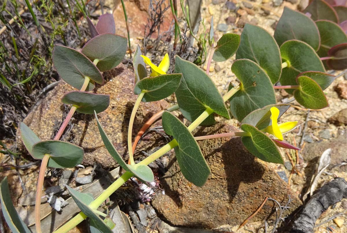 Изображение особи Rafnia acuminata.