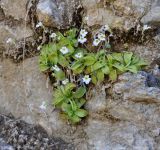 Pinguicula crystallina