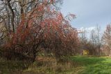 Malus prunifolia. Обильно плодоносящее старое растение. Санкт-Петербург, Старый Петергоф, парк \"Сергиевка\", в культуре. 20.10.2019.