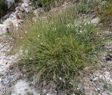 Gypsophila patrinii