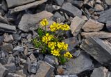 Draba oreades. Цветущие растения. Алтай, Кош-Агачский р-н, долина р. Аккаллу-Озек, ≈ 2900 м н.у.м., каменистый склон. 17.06.2019.