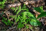 Gymnocarpium dryopteris