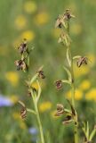 Ophrys bertolonii подвид catalaunica. Верхушки отцветших растений. Испания, автономное сообщество Каталония, провинция Жирона, комарка Сельва, муниципалитет Сускеда, перевал Майа (Coll de Malla), 1010 м н.у.м, сложенный мергелями холм, луг. 28.05.2020.