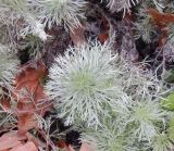 Artemisia schmidtiana