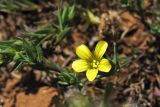 Linum strictum подвид spicatum. Верхушки побегов с цветком и бутонами. Греция, о. Родос, фригана севернее мыса Прасониси. 9 мая 2011 г.