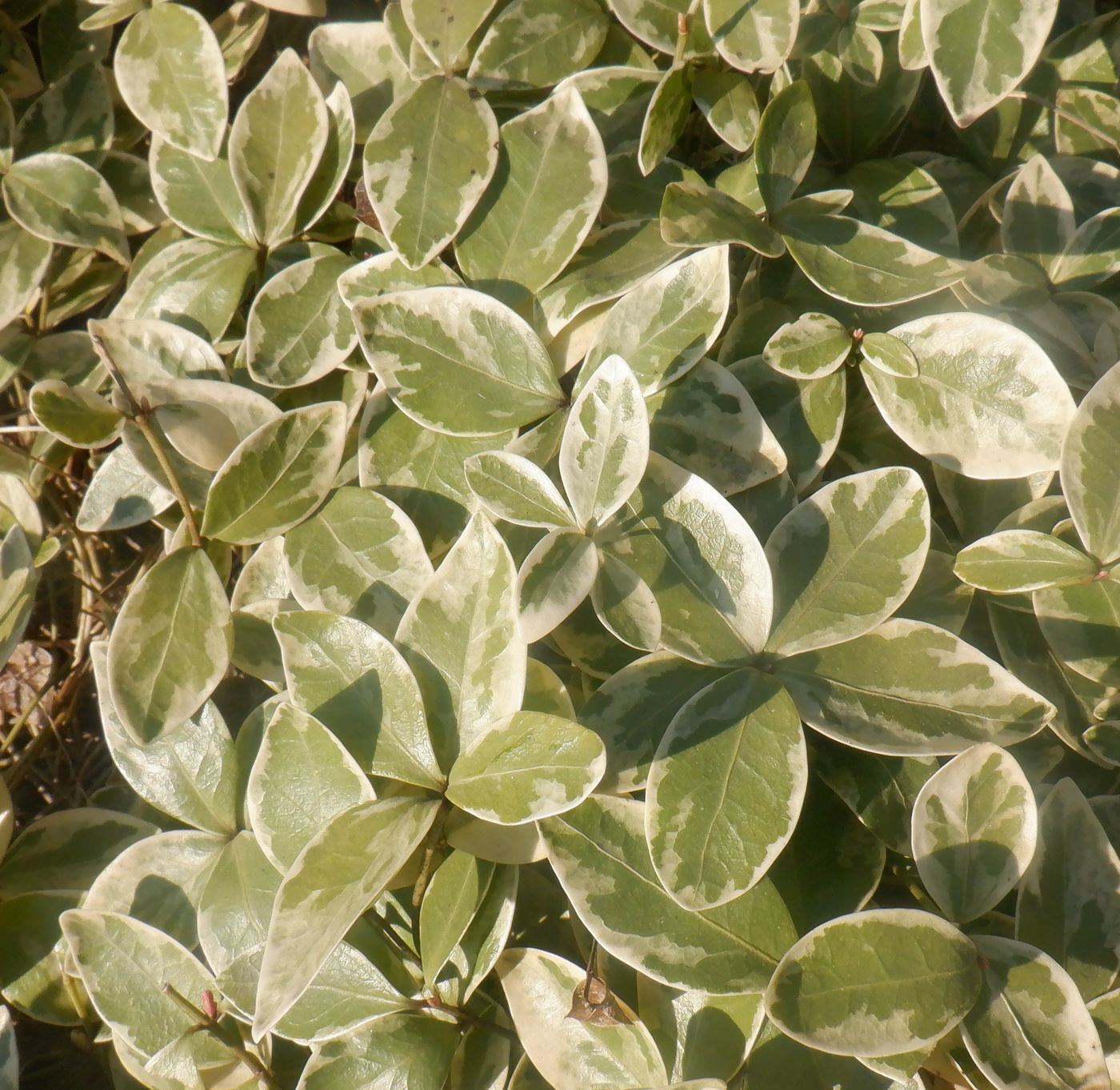 Изображение особи Vinca minor f. argenteo-variegata.