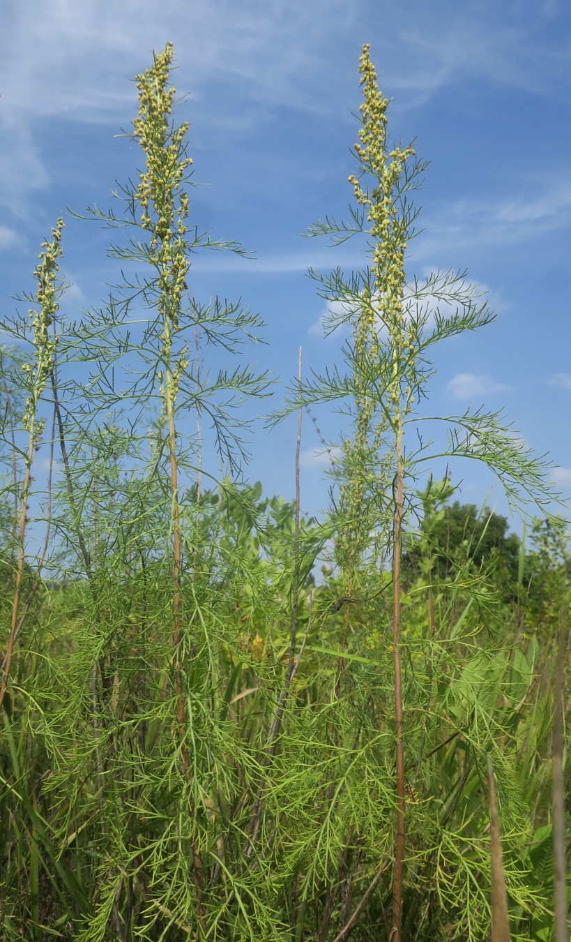 Изображение особи Artemisia abrotanum.