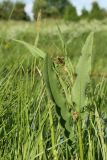 Rumex hydrolapathum