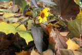 Heliopsis helianthoides