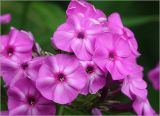 Phlox paniculata