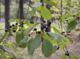 Frangula alnus