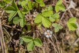 Potentilla micrantha. Цветки и листья. Адыгея, Майкопский р-н, долина р. Фарс, склон у реки. 01.04.2023.