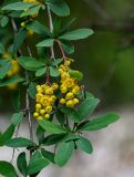 Berberis vulgaris. Верхушка ветви с соцветиями и толкунчиком. Дагестан, Гунибский р-н, Карадахская теснина, у подножия скалы. 02.05.2022.