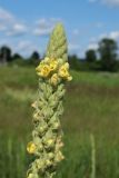 Verbascum thapsus. Верхушка соцветия с бутонами, цветками и завязями. Беларусь, Витебская обл., пос. Езерище, дол. р. Оболь у плотины, нарушенный сырой луг, на участке обнажённого грунта. 23.06.2023.