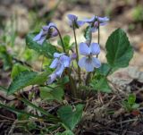 Viola selkirkii. Цветущее растение. Пермский край, Оханский р-н, Тулумбаихинское сельское поселение, Кунчурихинский бор, сосновый бор. 03.05.2023.