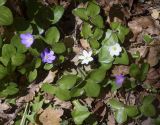 Hepatica nobilis