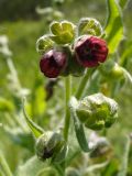 Cynoglossum officinale. Верхушка соцветия с цветками и завязавшимися плодами. Ростовская обл., Октябрьский р-н, окр. станицы Бессергеневская. 21.05.2006.