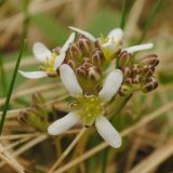 Cochlearia officinalis подвид norvegica. Соцветие. Мурманская обл., Североморский р-н, губа Грязная, приморский луг. 29.05.2011.