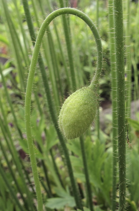 Изображение особи Papaver amurense.