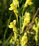 Linaria genistifolia. Часть соцветия. Ростовская обл., Азовский р-н, окр. пос. Новый, берег пруда. 1 июля 2011 г.