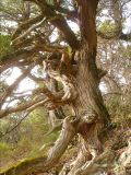 Juniperus excelsa