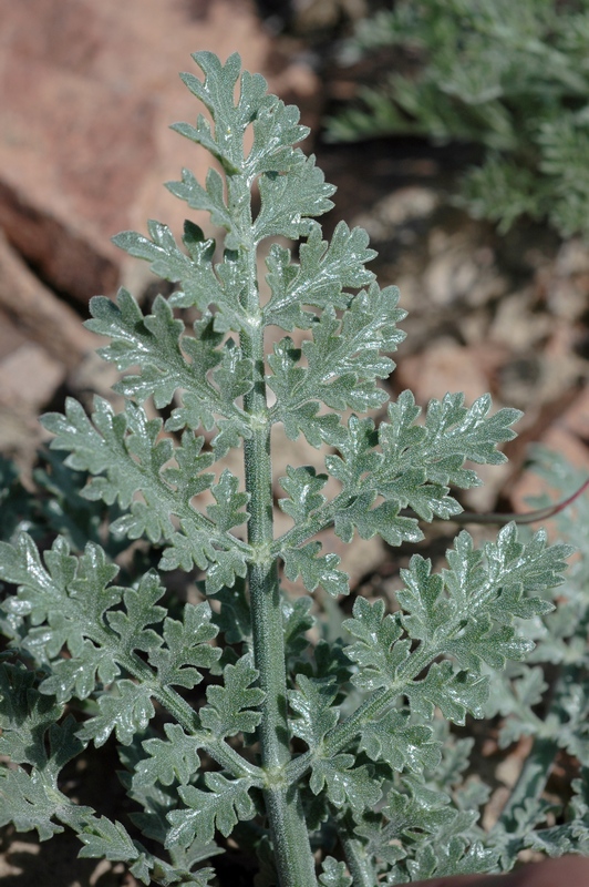 Изображение особи Ferula syreitschikowii.