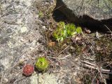 Sempervivum caucasicum