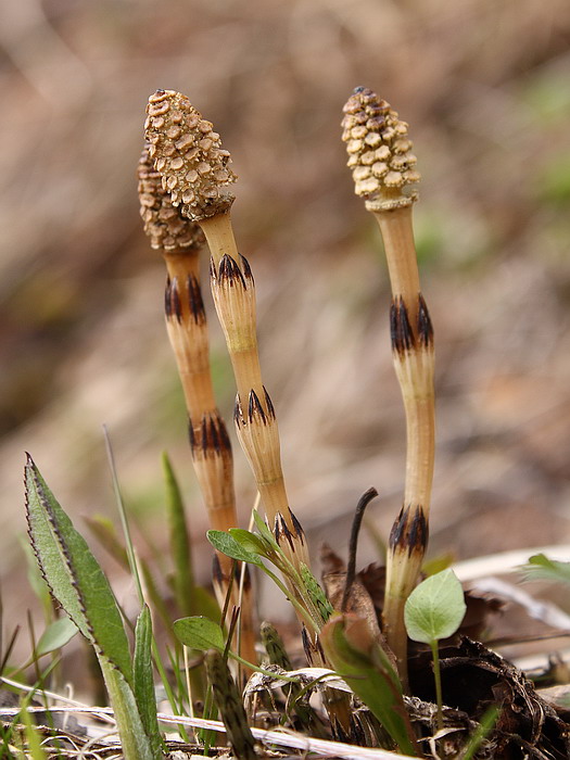 Изображение особи Equisetum arvense.