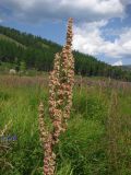 Rumex aquaticus