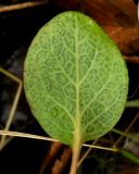Pyrola rotundifolia. Лист. Коми, г. Печора, пойма ручья. 09.10.2011.