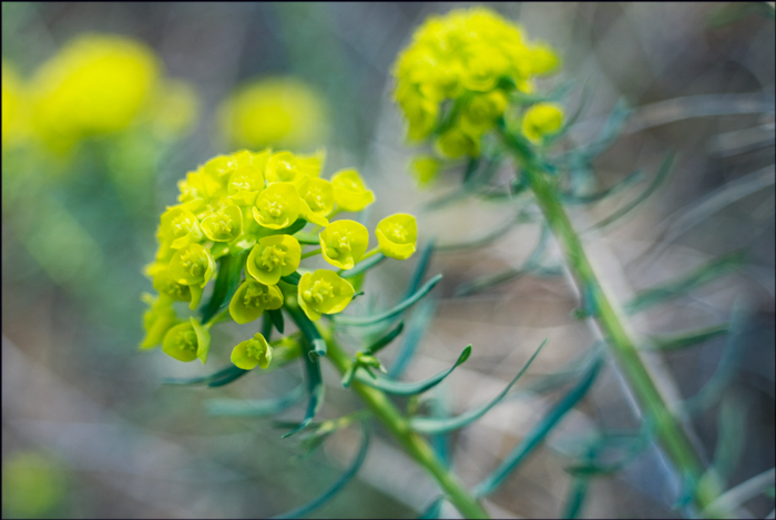 Изображение особи Euphorbia cyparissias.