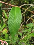 Persicaria lapathifolia