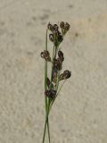 Juncus compressus