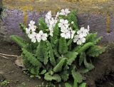 Primula patens