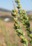 Salsola laricina. Верхушка отцветающего соцветия. Крым, окр. Феодосии, Армутлукская долина, галофитная степь в понижении рельефа. 10 сентября. 2013 г.