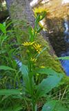 Solidago подвид lapponica