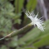 Dianthus kuschakewiczii. Цветок. Казахстан, Тянь-Шань, Заилийский Алатау, выше Чимбулака, 2200 м н.у.м. 01.07.2013.