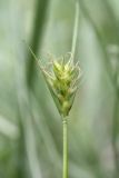 Carex michelii