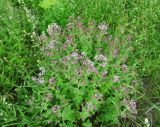 Origanum vulgare. Зацветающее растение на пойменном лугу. Вологодская обл., Великоустюгский р-н, урочище Опоки, правый берег р. Сухона. 06.07.2013.