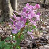 Corydalis caucasica