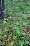 Cirsium schantarense