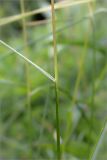 Deschampsia cespitosa. Часть побега с основанием листа. Ленинградская обл., Волосовский р-н, окр. дер. Малый Сабск, берег р. Луга. 29.06.2014.