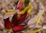 Astragalus berytheus