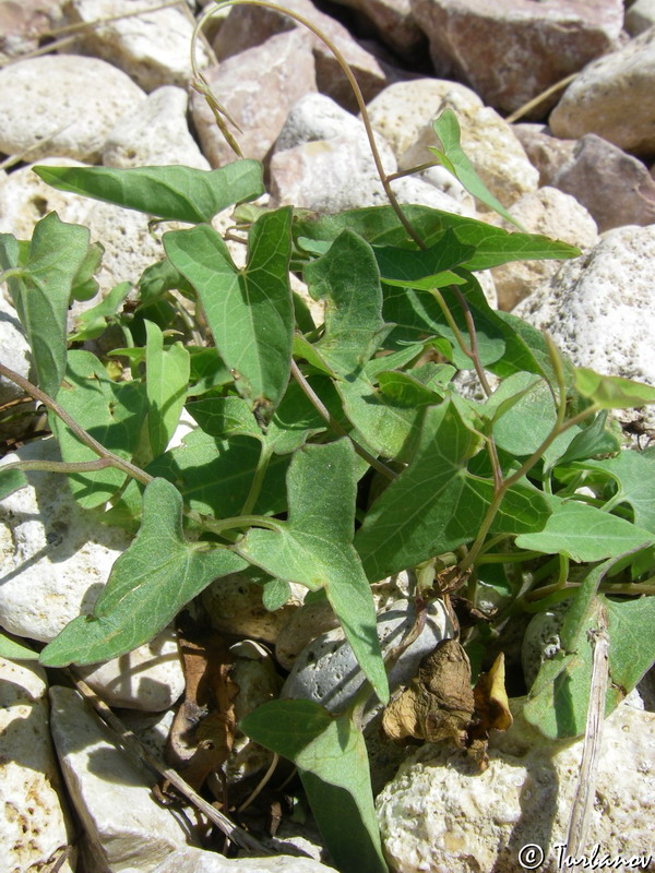 Изображение особи Calystegia sepium.