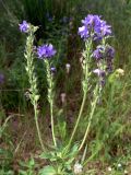 Veronica teucrium