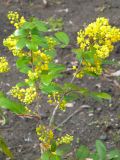 Mahonia aquifolium