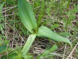 Colchicum autumnale. Плодоносящее растение. Ленинградская обл., Волосовский р-н, луг на известняке. 30.05.2015.