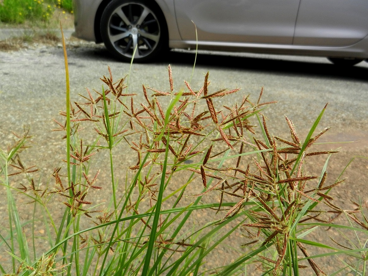 Изображение особи Cyperus longus.